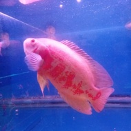 ikan oscar albino tiger 20cm predator