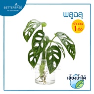 พลูฉลุ (จำนวน 1 กิ่ง ) เลี้ยงน้ำได้  monstera adansonii  ความยาวกิ่งประมาณ 15 cm  ต้นไม้ฟอกอากาศ ต้นไม้ พลูด่าง