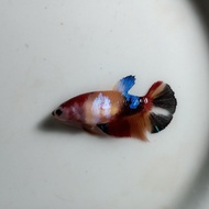 Ikan Cupang Female Betina Nemo Galaxy Multicolor Siap Breed BWW-108