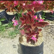 tanaman hias begonia merah / bunga begonia merah