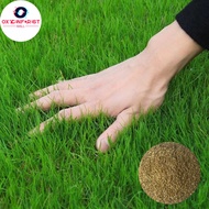 BERMUDA GRASS SEEDS (300 seeds) - Green Grass Seeds for Planting Gardening