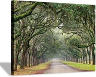 Oak Tree Canvas Wall Art: Green Landscape Artwork Forest Picture Painting Small Size For Bathroom 6 