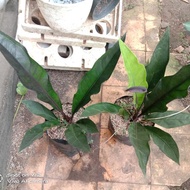 anthurium keris hitam