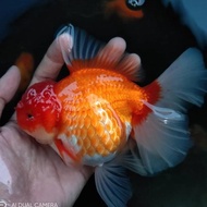 READY Ikan Mas koki Oranda rosetail / ikan hias aquarium
