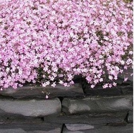 Babys Breath Creeping flower  pink seed *Gypsophila (Gypsophila Elegans Rosea) -