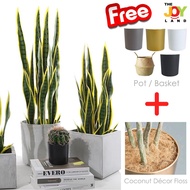 Snake Plant Premium Faux Plant Artificial Plant Maintenance-Free Home & Office Green Decor