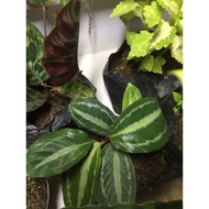 ☇✜vandenheickii calathea