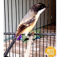 PREMIUM Burung pentet trotol jantan mandiri asli jatim limited edition
