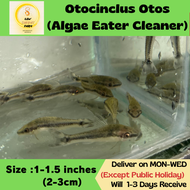 Otocinclus Otos (Algae Eater Cleaner) 小精灵 Size 1-1.5 inches (2-3cm) Fish for aquarium