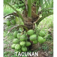 ANAK POKOK KELAPA TACUNAN/ Kelapa tacunan (Philippine) by MGL PLANT