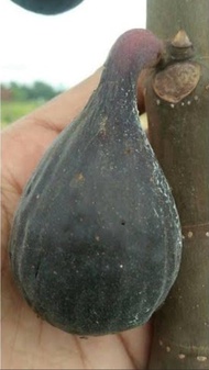 Bibit Buah Tin jenis Black LDA