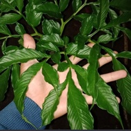 tanaman hias herbal pohon Porang - suweg murah