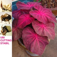 ANAK UBI KELADI THAI MUANG MONG KHON CALADIUM BULB CUTTING THAILAND