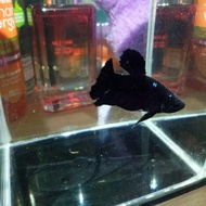 Ikan cupang black avatar grade
