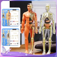 Anatomy Human Body Human Body Anatomy Model 1set Human Body Anatomy Torso Model Body Anatomy Teachin