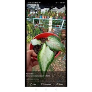 keladi viral / keladi air mata berd@r@h