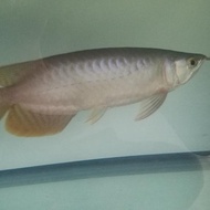 arwana super red sumo arowana