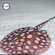 IKAN PARI BLACK DIAMOND GOOD PATTERN / PARI AIR TAWAR