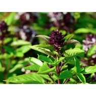 1 pack seed THAI BASIL bunga UNGU sweetsceted basil