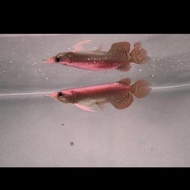 Baru Ikan Arwana Super Red ( 13- 15 ) Cm