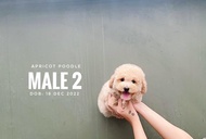 Poodle Apricot/fawn anjing