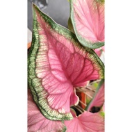 Caladium rare species / Indoor Plant / Real Live Plant / Office Plant / House &amp; Garden