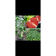 anak pokok limau Bali merah hybrid thai