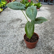 90s Greenovation Live Plant Alocasia Wentii P120