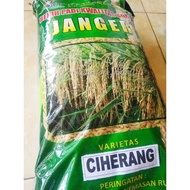 ready BENIH PADI CIHERANG JANGER 5 KG|BENIH BERGARANSI|CIHERANG JANGER