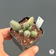 ขากบ Adromischus Cooperi ไม้อวบน้ำ กุหลาบหิน Cactus&amp;Succulent หลากหลายสายพันธุ์