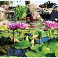 aquatic plants for BLUEGREEN DRAGON SNAKE SKIN GUPPY "Trio"