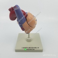 Heart Model European American Model Model Anatomy Anatomy Export Human Body Heart CZCO