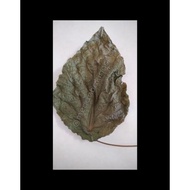 [SEHAT ALAMI] Pakkua Hiok Original/Daun Pakkua Kering/Daun Pakwa/Pakua/Pat Kua/Pakwa Hiok