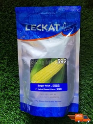 Benih Jagung 500G Leckat 592 Sugar Rich F1 Hybrid Sweet Corn Seeds