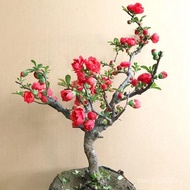 ✨MY Hot selling ✨[With flower buds]Begonia Flower Potted Plant Begonia Tree Seedlings Multicolor Fou