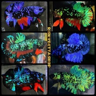 Ikan Cupang Anakan Avatar Gordon Vampire Coper Kalimaya Gold Bahan Proses Mutasi Warna