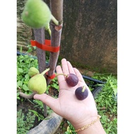 Anak Pokok Tin Iraqi