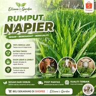 2KG Keratan Napier Pandan / Dwarf Segar – Makanan Ternakan Premium | Elliana’s Garden