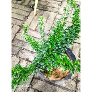 gurita plants , bonsai gurita, outdoor plants , bonsai, real live plants , pokok hidup , bonsai soto