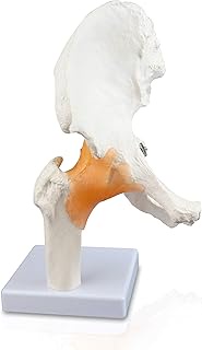 Vision Scientific VAJ233 Classic Functional Hip Joint Model, Articulates with Life-Like Flexible Lig