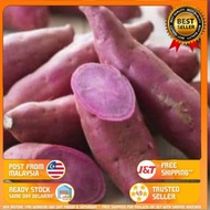 Pokok Ubi Keledek Purple