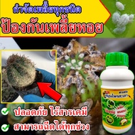 📢ไร้สารเคมี📢 ยาฆ่าเพลี้ยหอย ยาแก้เพลี้ยหอย ยาฉีดเพลี้ยหอย สมุนไพร100% เพลี้ยหอยในแคคตัส ยากำจัดเพลี้ยหอย ยากันเพลี้ยหอย ยาแก้เพลี้ยหอย ฆ่าเพลี้ยหอย เพลี้ยหอยกำจัด เพลี้ยหอยใบทุเรียน เพลี้ยหอยในใบทุเรียน เพลี้ยหอยในกระบองเพชร เพลี้ยหอยเพลี้ยแป้ง