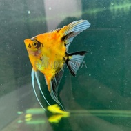 Manfish Red Devil / Ikan Aquascape / Maanvis / Koi Red Devil