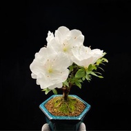 SG3560-日本皋月杜鵑白櫻開花優選株🔥精品植物小盆栽禮物🔥