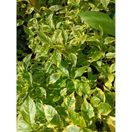 ANOR - Duranta Erecta Gold / Variegated Sapling