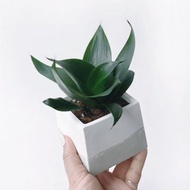 白灰漸層系列 | 稀有少見品種 墨綠虎尾蘭 方形水泥植栽