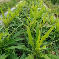Dandelion leaves