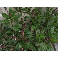 Basil seeds Basil Thai (15 herbs seeds)