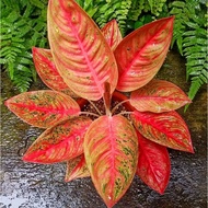 buy one, get one frAglaonema legacy tulang  Aglonema legacy tulang florist nursery  Aglonema legacy tulang (Tanaman hias aglaonema legacy tulang) tanaman hias hidup bunga hidup  bunga aglonema aglaonema merah aglonema merah aglaonema murah aglaonema murah