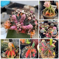 （FREE Guidance Card & Harvested Daily )September Gymno Variegated Seed Pack 绯牡丹锦种子 (本园每日新鲜采收-附送精美教学卡